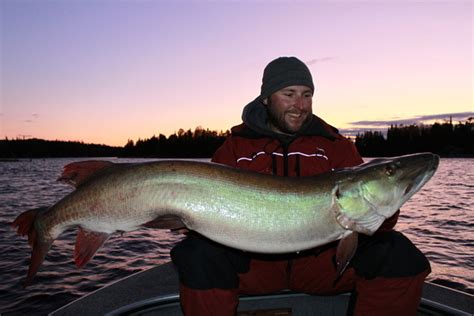 We did not find results for: International Fishing News: USA: big 52.5 inch muskie in ...