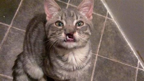Cat Called With Mr Norris Born With A Cleft Palate Becomes Internet