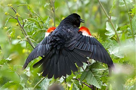 Blackbirds Strange Music Birdnote
