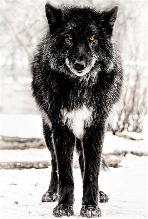 What A Beautiful Wolf Black Wolf Animals Wild Wolf Dog