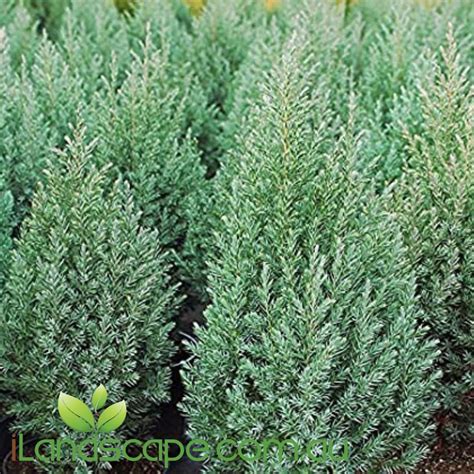 Juniperus Pyramidalis Sunshine Coast Nursery And Garden Centre