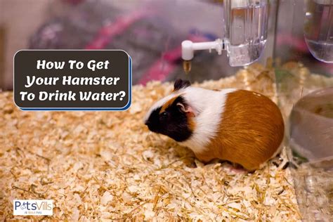 How To Get Your Hamster To Drink Water 4 Steps To Try