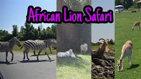 African Lion Safari Canadas Original Safari Adventure Youtube