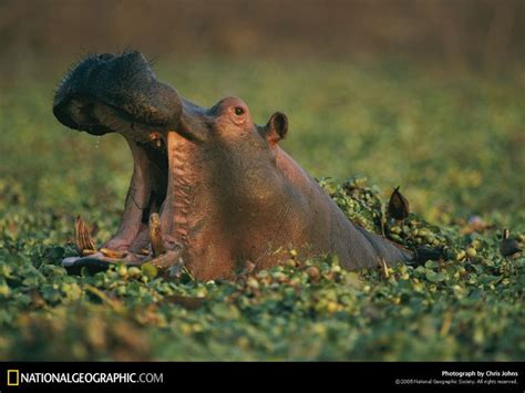 National Geographic Photograph By Chris Johns National Geographic