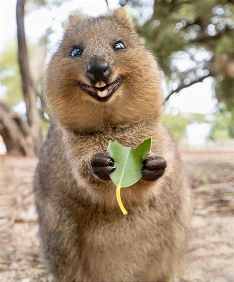Canon Photography How Cute Are Quokkas Great Shots By Cruzysuzy