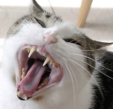 Not every cat should get its teeth brushed. Cat