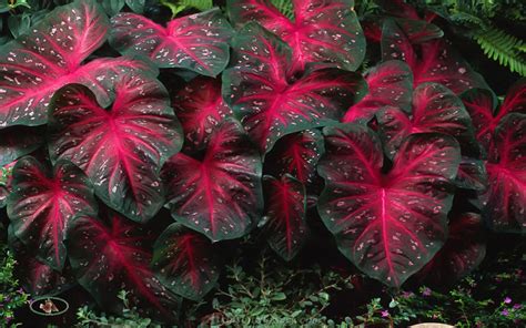 Caladiums Red Flash Bulbs Elephant Ears Perennial Plants Dark Red