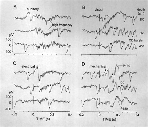 Sensory Processing In The Pallium Of A Mormyrid Fish