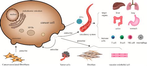 Effects Of Exosomes On Tumor Bioregulation And Diagnosis ACS Omega