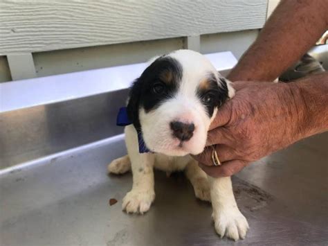 Mother and father on premises both registered with excellent bloodline. 6 Purebred English Setter Puppies Available in Mobile ...