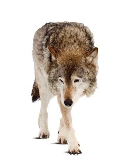 Wolf Isolated Over White Stock Photo Image Of Untamed
