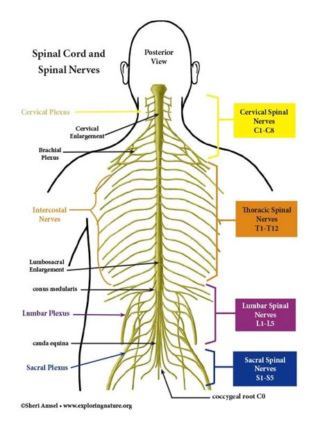Spinal Cord And Spinal Nerves Color Diagram Human Body Anatomy