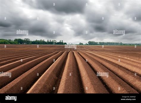 Growing Potatoes High Resolution Stock Photography And Images Alamy