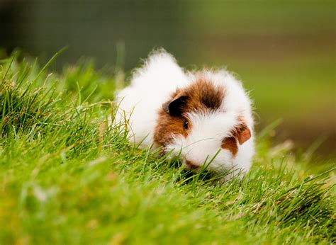 How To Take Your Guinea Pigs Outside Kavee