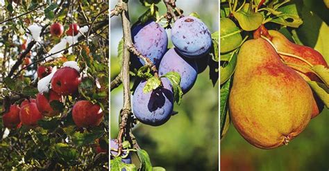 Zones For Planting Fruit Trees