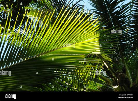 Lush Green Palm Leaves And Coconuts Stock Photo Alamy