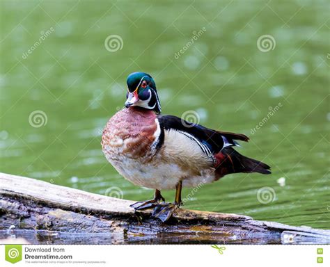 Wood Duck Male Stock Photo Image Of Outdoor Beak Bird