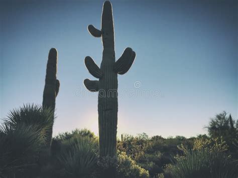 Arizona Desert Cactus Tree Landscape Stock Image Image Of Mexico