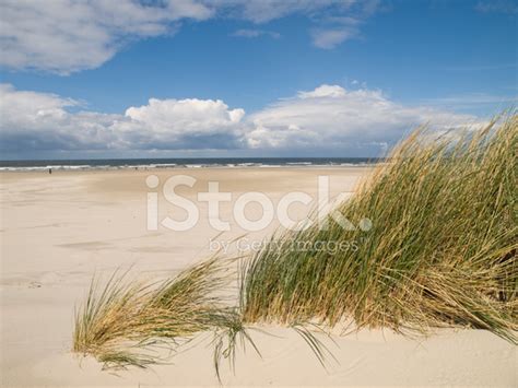 Seaside Grass Stock Photo Royalty Free Freeimages