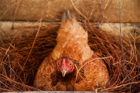the best and worst options for chicken coop bedding backyard chicken project