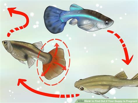It's easiest to tell apart from the ones that aren't pregnant before feeding time. How to Find Out if Your Guppy Is Pregnant: 11 Steps