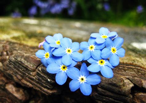 Pin On Forget Me Not