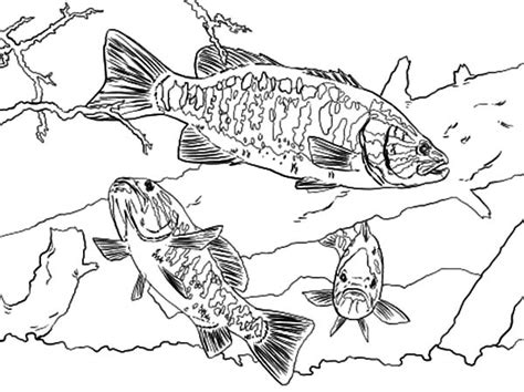 Smallmouth Bass Fish Coloring Pages | Best Place to Color