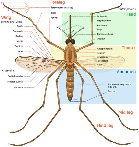 How To Identify Species Of Mosquito Peepsburghcom