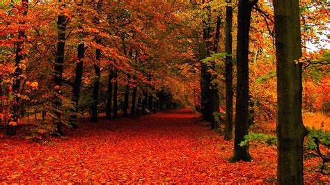 Cute Autumn Leaves Hd Wallpapers