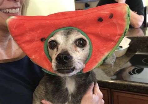 The Watermelon Hat Can Make Him Even Prettier Remarkable Funnydogs