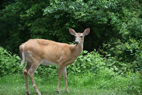 New Jersey Deer Flickr Photo Sharing