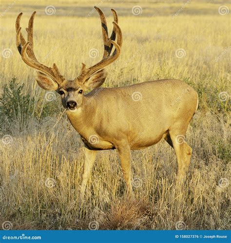A Large Mule Deer Buck In Colorado Stock Photo Image Of Denver