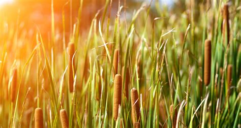 Cooking With Wild Edible Cattails Farmers Almanac