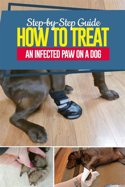 How To Treat An Infected Paw On A Dog Dog Paw Care First Aid For