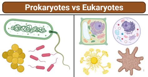 Prokaryotes Vs Eukaryotes 47 Key Variations The Scientist Spot