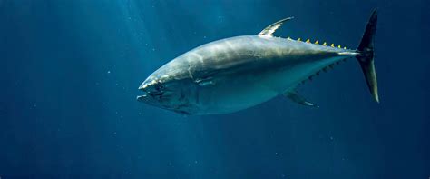 Help Wanted: Atlantic Ocean Tropical Tuna Tagging Program ...
