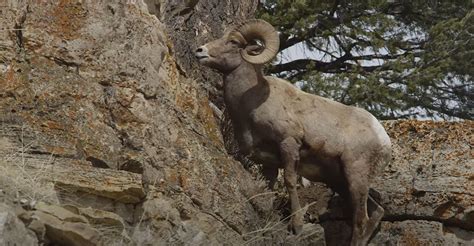 Bighorn Sheep Miraculously Survives Getting Pushed Off Cliff