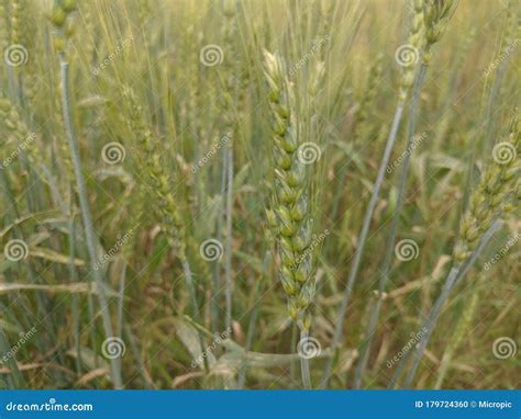 Wheat Green Natural Plant Grains In Field Stock Photo Image Of Green