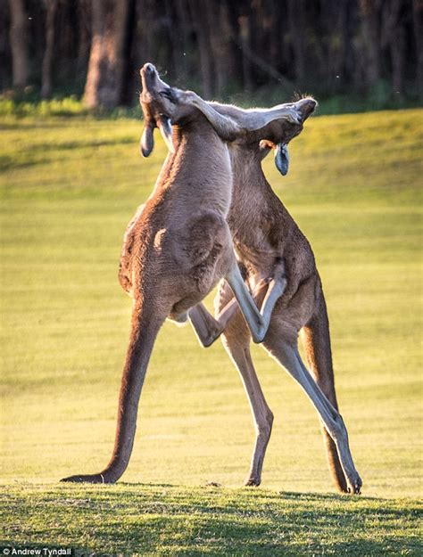 Images Show 2 Massive Red Kangaroos Square Up Before A Vicious