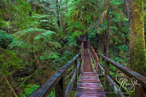 Pacific Rim Rainforest Trail Pacific Rim National Park Vancouver