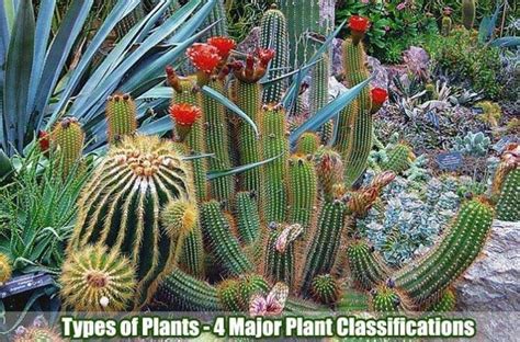 Types Of Plants 4 Major Classifications Of Plants Bioexplorer