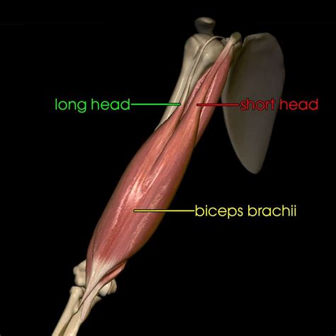 Upper Limb Anatomyzone