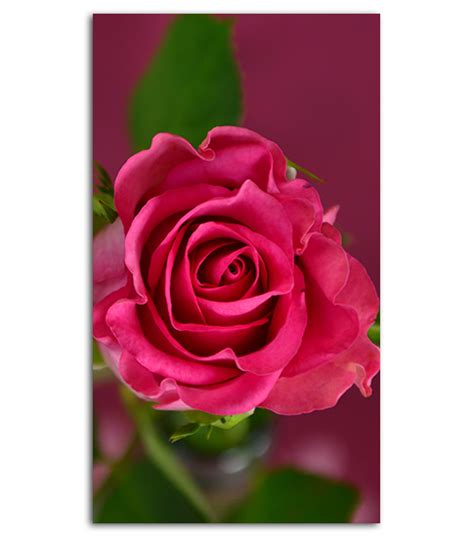 Available for hd, 4k, 5k desktops and mobile phones. Pink Rose HD Wallpaper For Your Mobile Phone | SPLIFFMOBILE