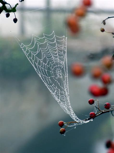 Dew Drops On A Spider Web 1269839 Stock Photo At Vecteezy