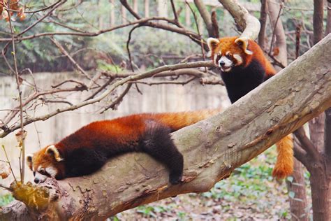 무료 이미지 분기 검정색과 흰색 시티 귀엽다 휴가 관광객 곰 야생 생물 동물원 어린 중국말 휴일 포유