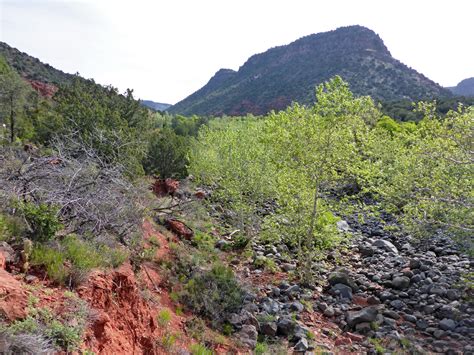 Bushes And Boulders Woods Canyon Trail Sedona Arizona