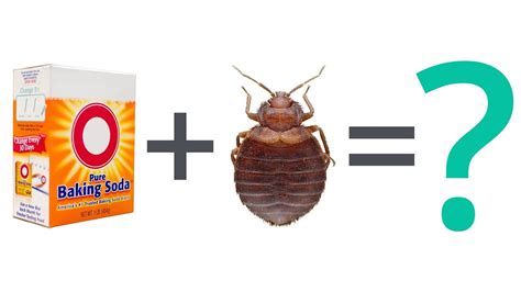 How can you prevent a bed bug infestation? 8 Photos Can Baking Soda Kill Carpet Beetles And ...