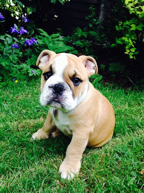 79+ 11 Week Old English Bulldog Puppy Picture - Bleumoonproductions