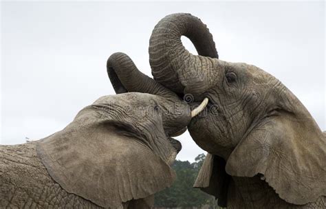 Two African Elephants Fighting Stock Image Image Of South