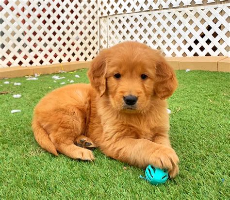 European Dark Golden Retriever Rockvale Puppies